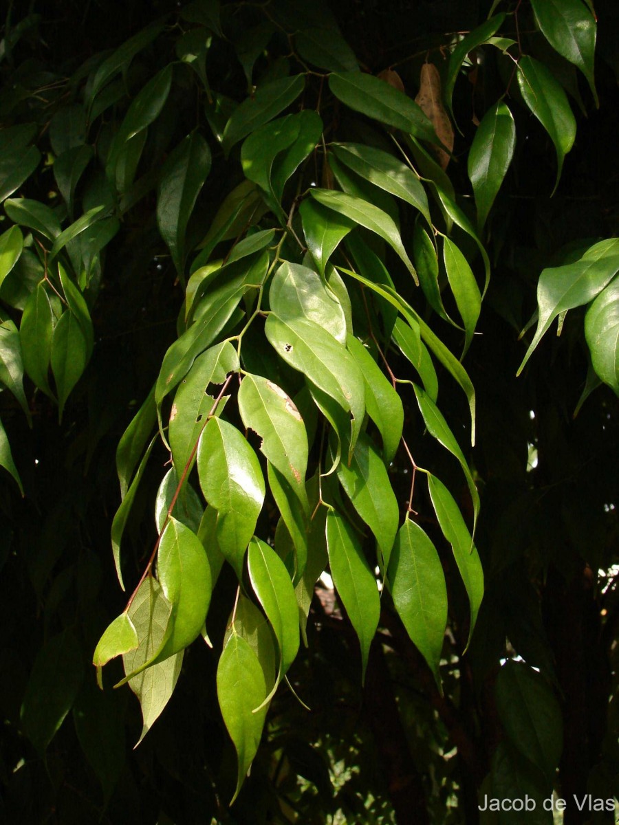 Cleistanthus patulus (Roxb.) Müll.Arg.